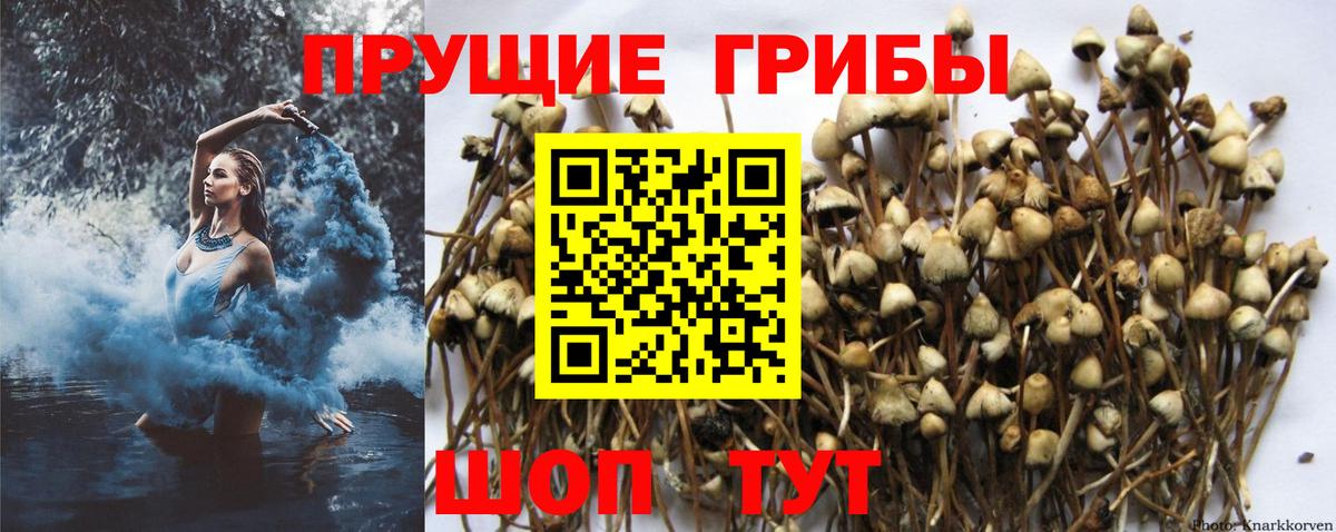 Псилоцибиновые грибы Psilocybe Татарск